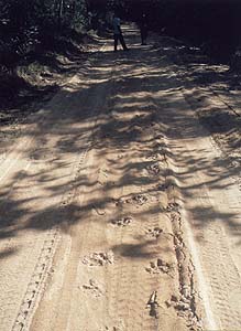 บันทึกจากป่าตะวันตก กับการอยู่รอดของสัตว์ป่า 15 western forest 10