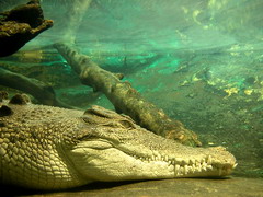 crocodile