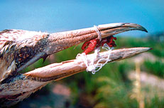 ถอดรหัส - ขยะ (ล้น) ทะเล 2 marinedebris02