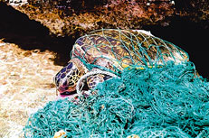 ถอดรหัส - ขยะ (ล้น) ทะเล 3 marinedebris03