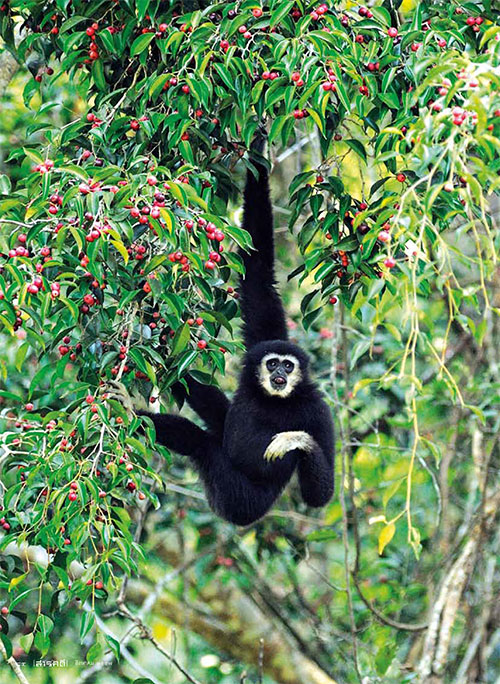 gibbon01