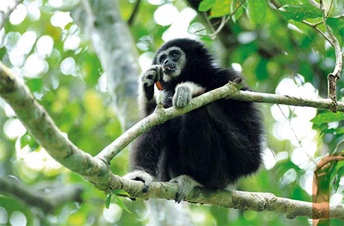 gibbon02