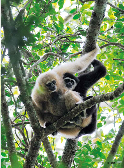 gibbon04