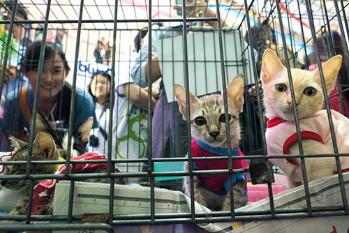 โลกของแมวชำรุด 8 damagedcat09