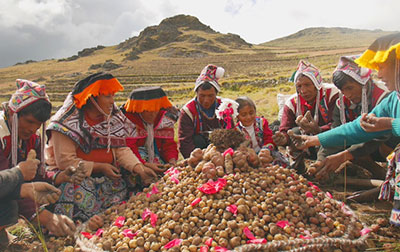 potato03
