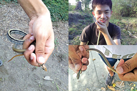 Double Nature - งูเงี้ยวเขี้ยวขอ 2 snake02