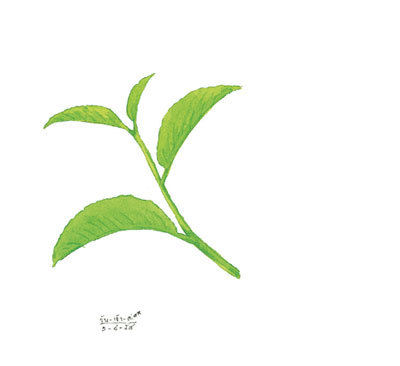 greentea04