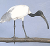 นกช้อนหอยขาว (Black-headed lbis) คลิกเพื่อดูภาพใหญ่