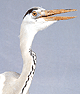 นกกระสานวล (Gray heron) คลิกเพื่อดูภาพใหญ่