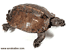 เต่าจักร (Spiny turtle) คลิกเพื่อดูภาพใหญ่