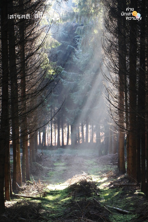 ในความเปลี่ยนแปลง : สุขเล็ก...ในป่าใหญ่ 2 bigforest03