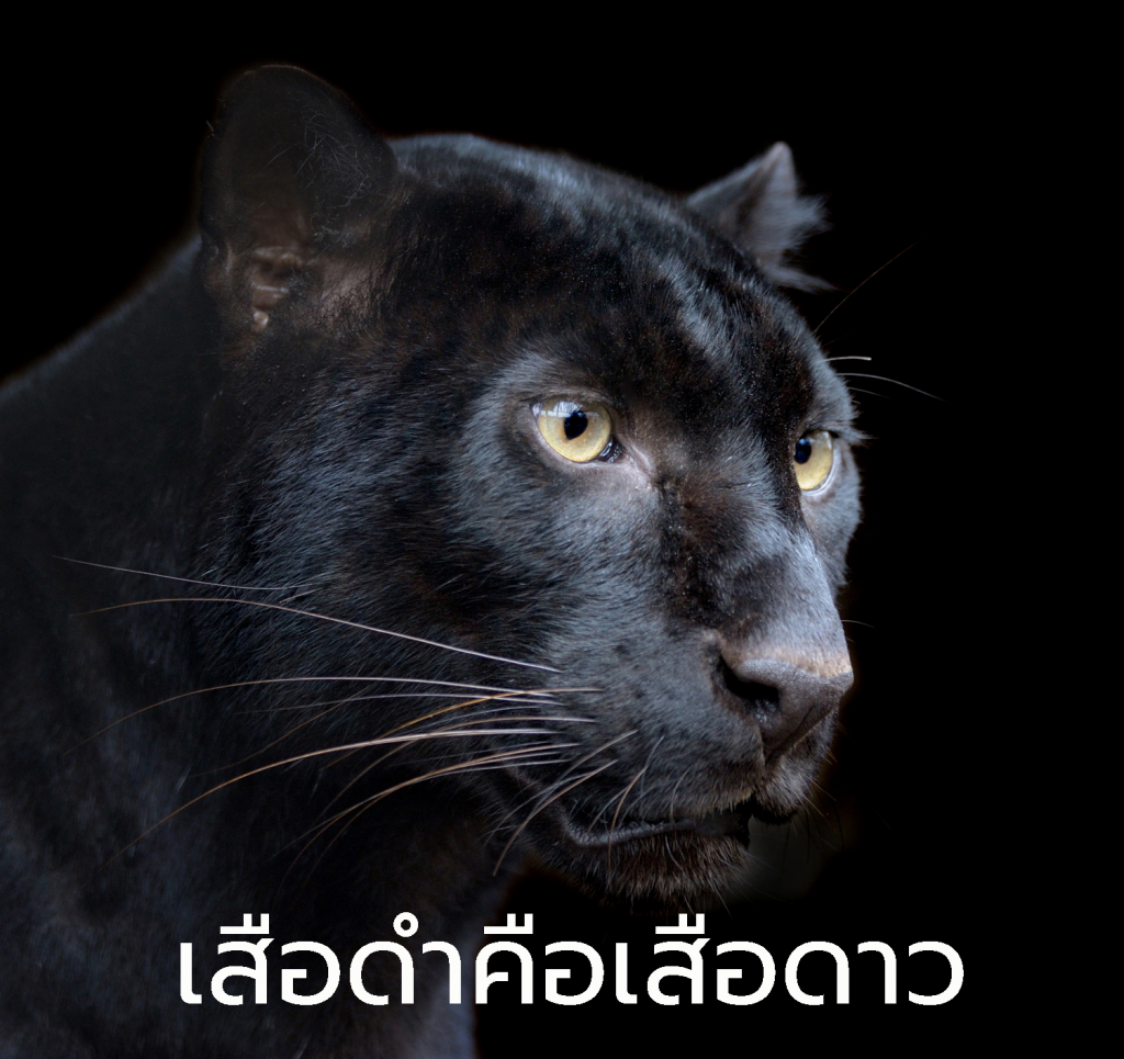 Black Panther - เสือดำคือใคร อยู่ตรงไหนในป่ามรดกโลก ?