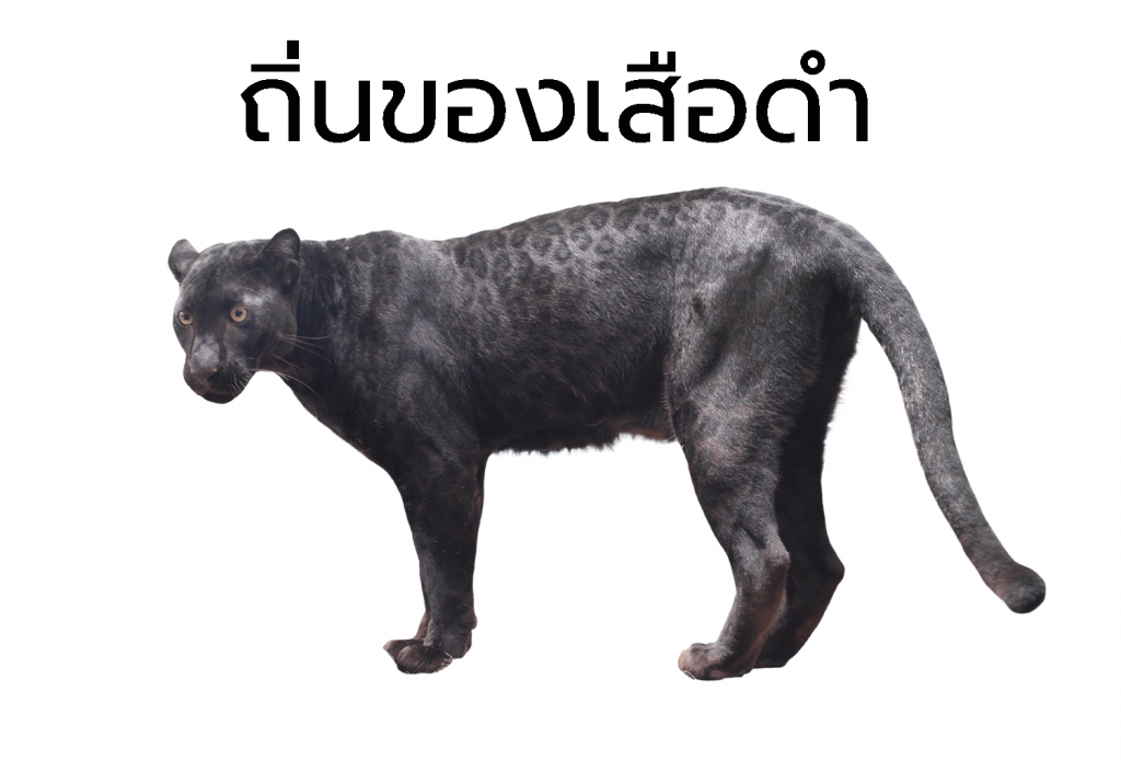 เสือดำคือใคร อยู่ตรงไหนในป่ามรดกโลก ? 1 blackpanther03