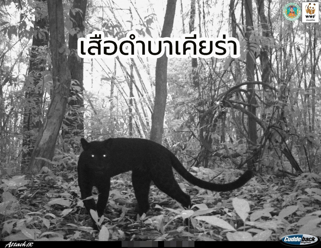 เสือดำคือใคร อยู่ตรงไหนในป่ามรดกโลก ? 3 blackpanther05