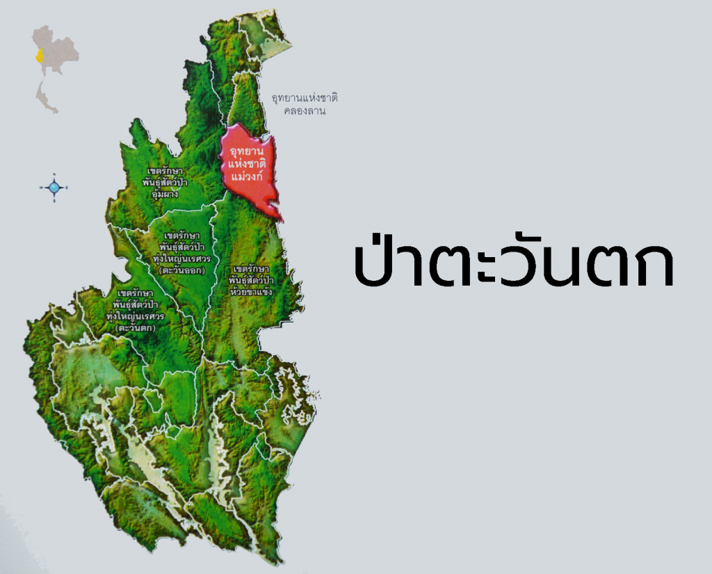 เสือดำคือใคร อยู่ตรงไหนในป่ามรดกโลก ? 4 blackpanther06