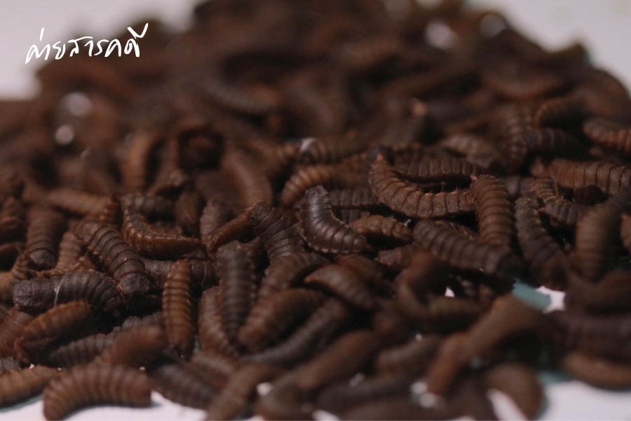 “Black Soldier Fly” สิ่งมีชีวิตตัวเล็กที่สร้างสิ่งใหญ่บนเกาะสีชัง 1 bsoldierfly01