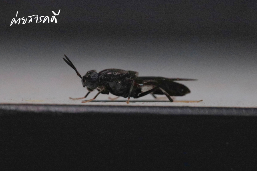 “Black Soldier Fly” สิ่งมีชีวิตตัวเล็กที่สร้างสิ่งใหญ่บนเกาะสีชัง 7 bsoldierfly03
