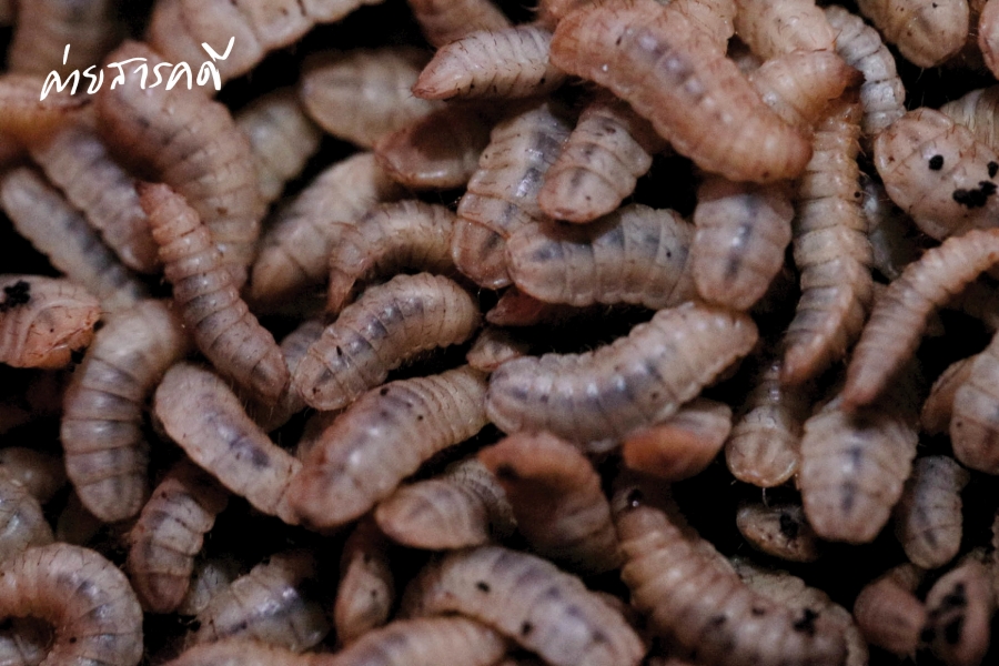 “Black Soldier Fly” สิ่งมีชีวิตตัวเล็กที่สร้างสิ่งใหญ่บนเกาะสีชัง 12 bsoldierfly11