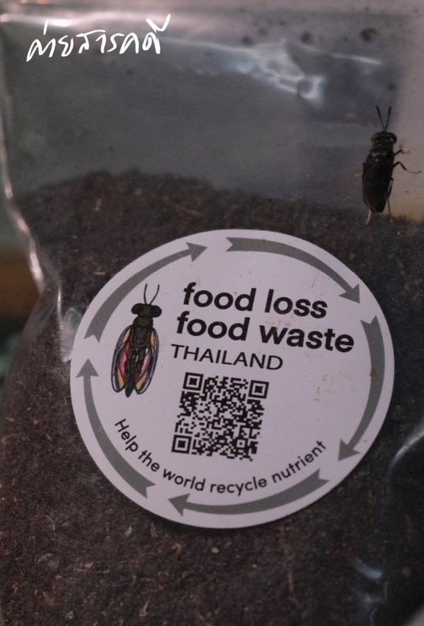 “Black Soldier Fly” สิ่งมีชีวิตตัวเล็กที่สร้างสิ่งใหญ่บนเกาะสีชัง 14 bsoldierfly15
