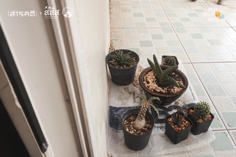 cactus - แค็กตัส กระบองเพชรจิ๋ว ผู้หอบหิ้วความสุขมหาศาลมาให้ cactus - แค็กตัส กระบองเพชรจิ๋ว ผู้หอบหิ้วความสุขมหาศาลมาให้