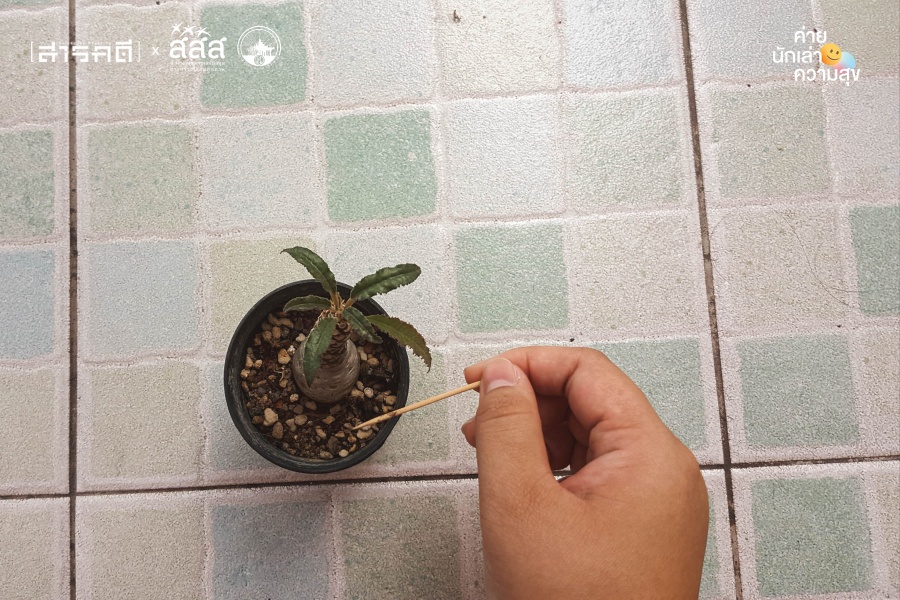 “แค็กตัส” กระบองเพชรจิ๋ว ผู้หอบหิ้วความสุขมหาศาลมาให้ 2 cactus003