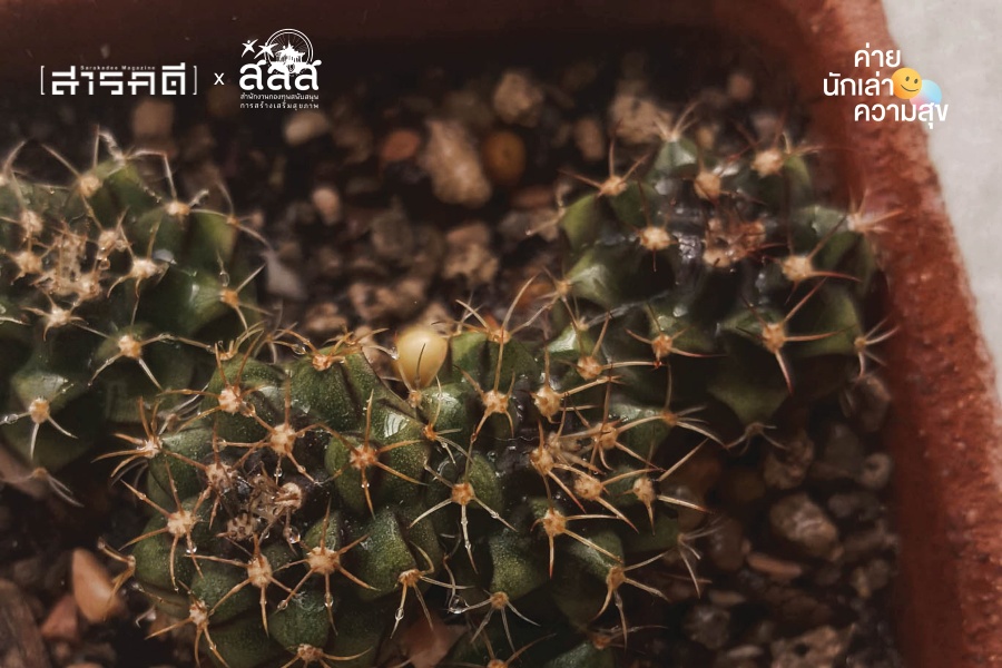 “แค็กตัส” กระบองเพชรจิ๋ว ผู้หอบหิ้วความสุขมหาศาลมาให้ 3 cactus004