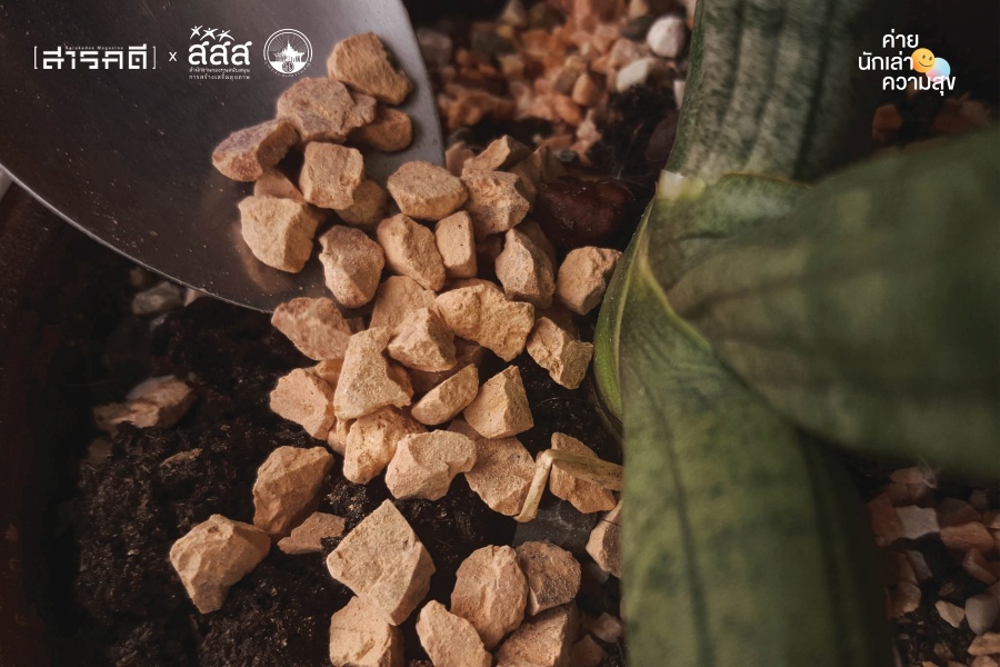 “แค็กตัส” กระบองเพชรจิ๋ว ผู้หอบหิ้วความสุขมหาศาลมาให้ 4 cactus005