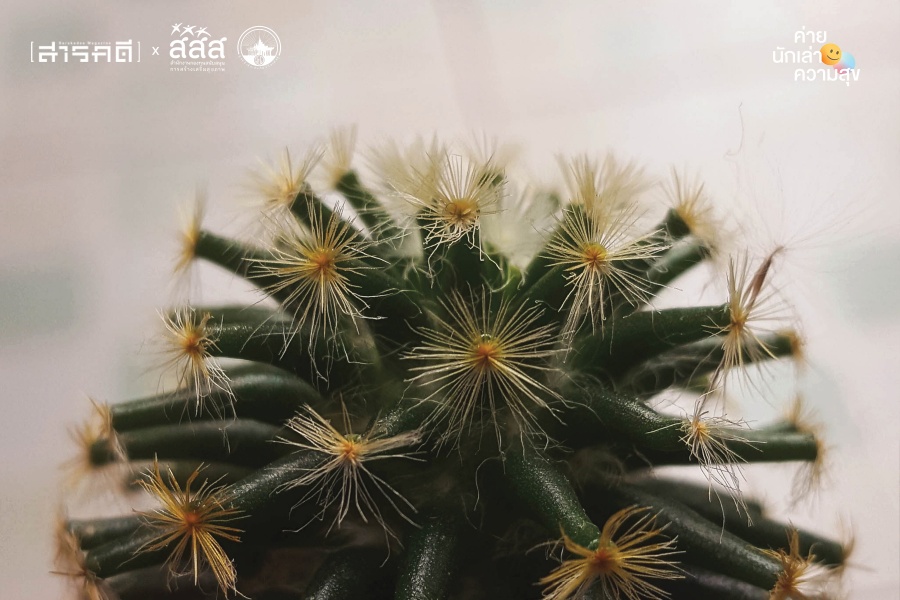 “แค็กตัส” กระบองเพชรจิ๋ว ผู้หอบหิ้วความสุขมหาศาลมาให้ 5 cactus006