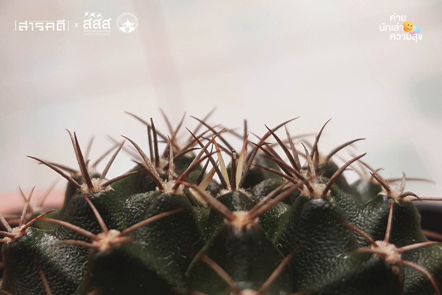 “แค็กตัส” กระบองเพชรจิ๋ว ผู้หอบหิ้วความสุขมหาศาลมาให้ 6 cactus007