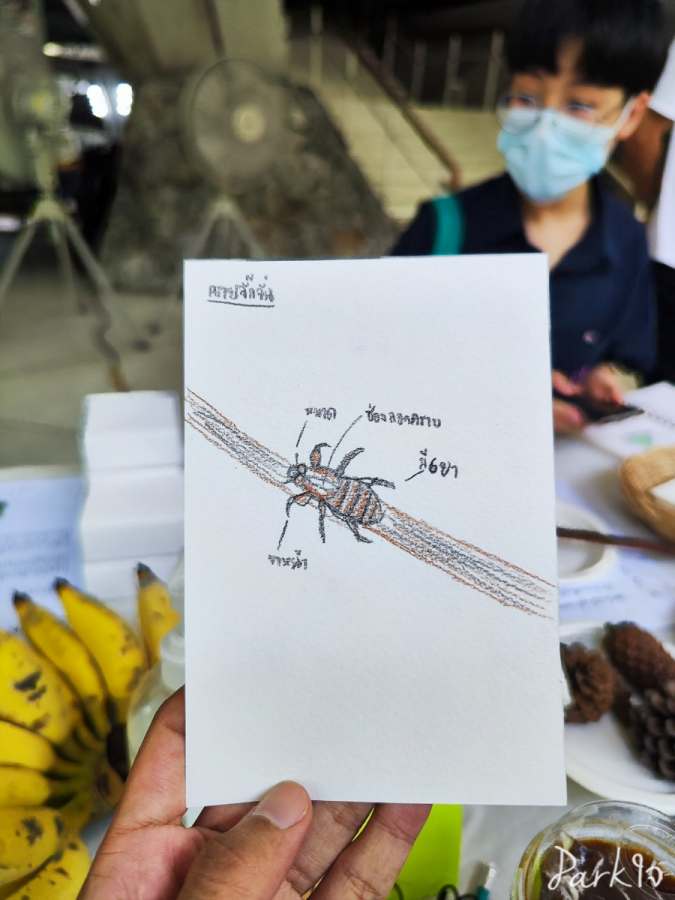 เก็บตกงาน City Nature Challenge 2023 - 29 เมษายน 2566 10 citynaturechallenge14