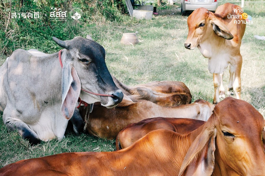 จากมหาบัณฑิตสู่ชีวิตชาวนาผู้ปลูกข้าวให้นกกิน 4 farmerlife05