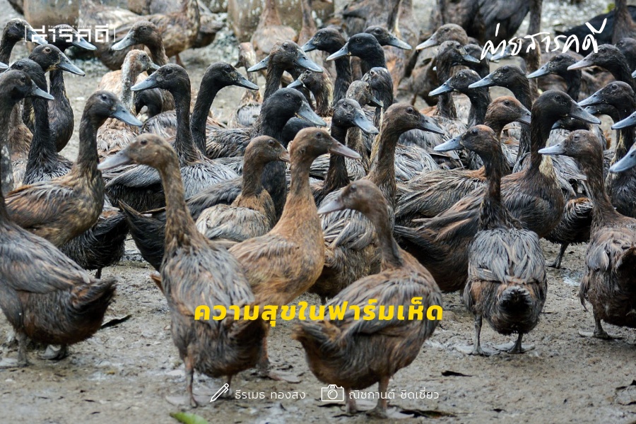 ความสุขในฟาร์มเห็ด ความสุขในฟาร์มเห็ด