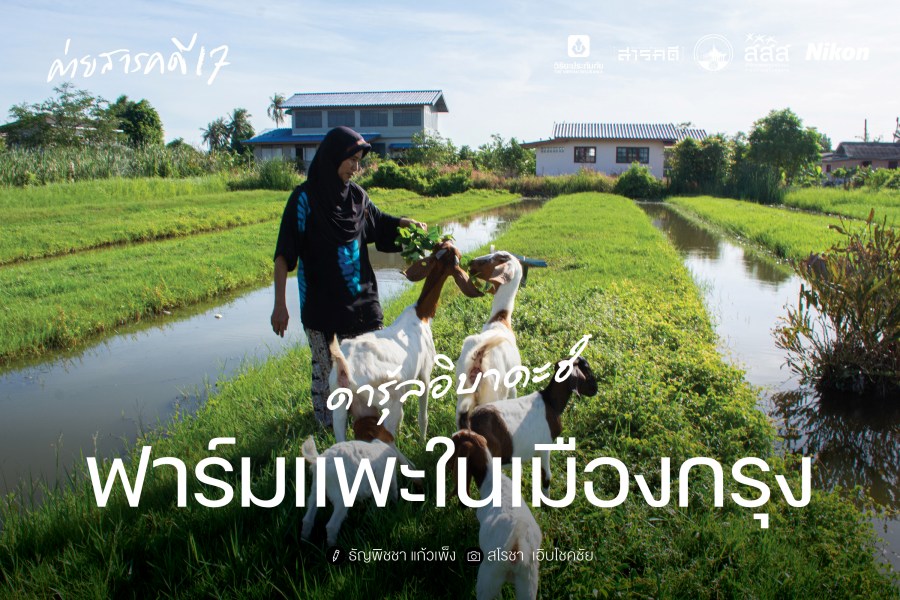 ดารุ้ลอิบาดะฮ์ ฟาร์มแพะในเมืองกรุง 1 ดารุ้ลอิบาดะฮ์ ฟาร์มแพะในเมืองกรุง