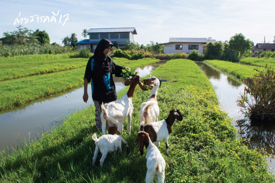 ดารุ้ลอิบาดะฮ์ ฟาร์มแพะในเมืองกรุง 2 farmpae021
