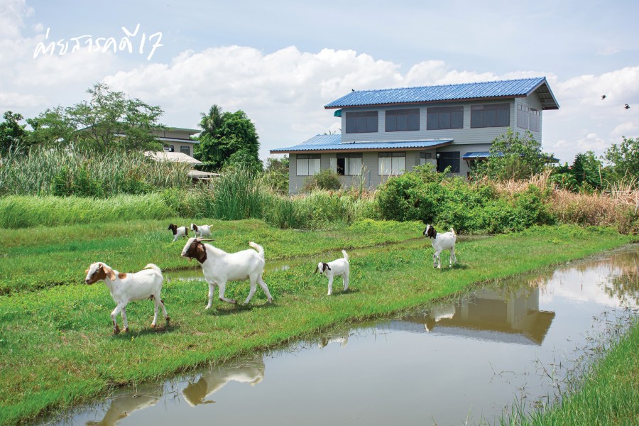 ดารุ้ลอิบาดะฮ์ ฟาร์มแพะในเมืองกรุง 4 farmpae0213