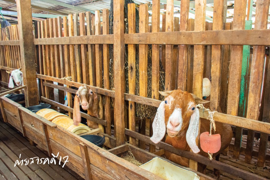 ดารุ้ลอิบาดะฮ์ ฟาร์มแพะในเมืองกรุง 5 farmpae0214