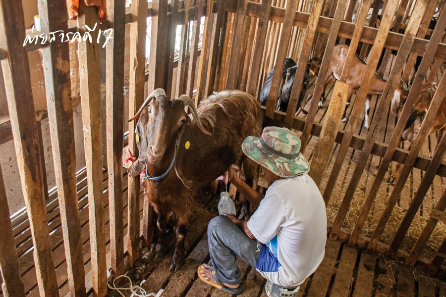 ดารุ้ลอิบาดะฮ์ ฟาร์มแพะในเมืองกรุง 6 farmpae0215