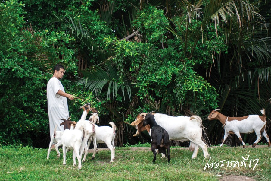 ดารุ้ลอิบาดะฮ์ ฟาร์มแพะในเมืองกรุง 10 farmpae0219