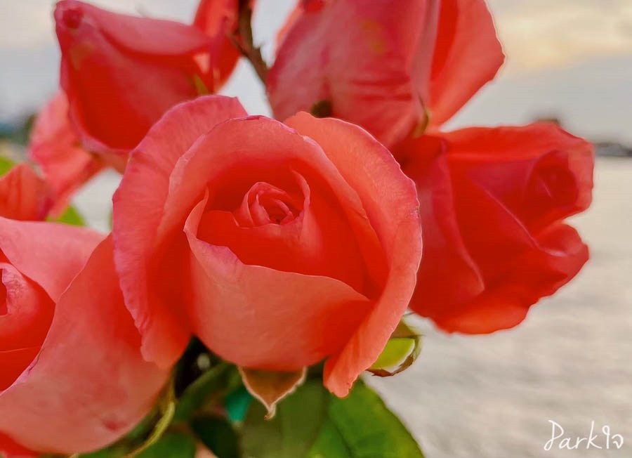 บันทึกดอกไม้ในความทรงจำ 2 flowermemory2547