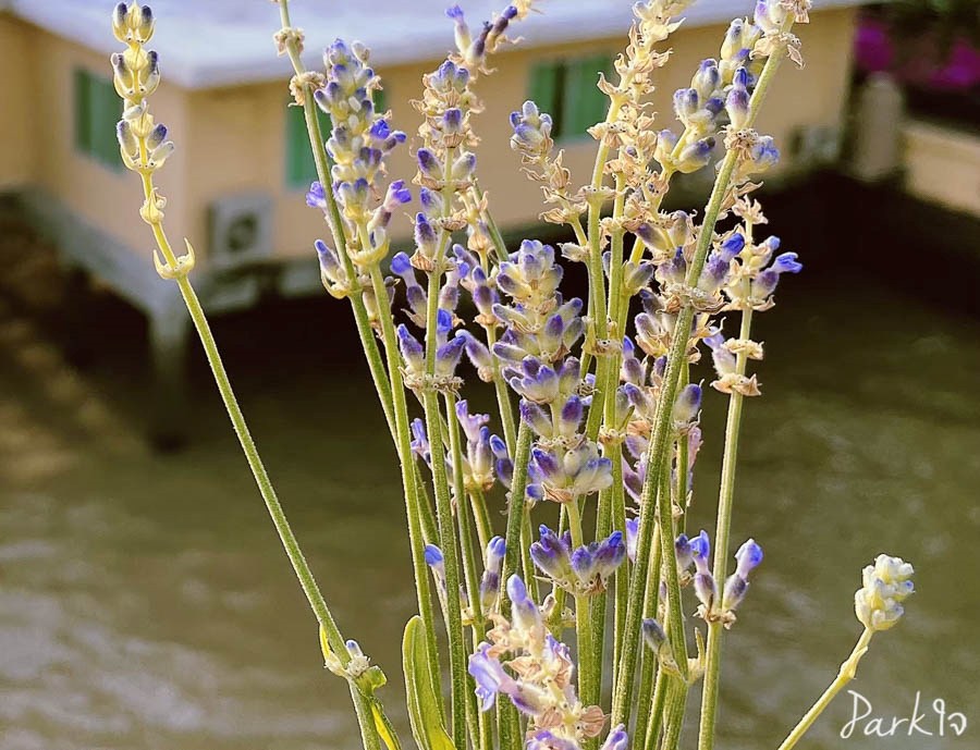 บันทึกดอกไม้ในความทรงจำ 4 flowermemory2549