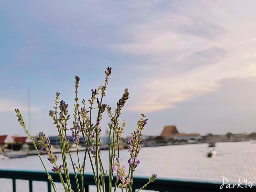 บันทึกดอกไม้ในความทรงจำ 5 flowermemory2550
