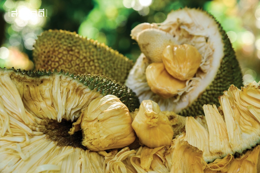 Special Scene : Foodland แดนเกาะยอ 9 foodland09