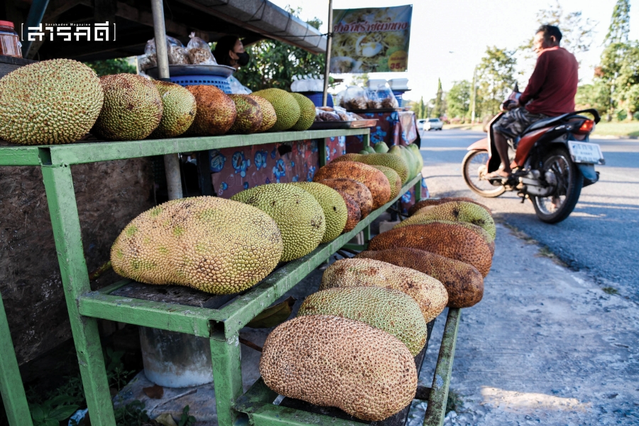 Special Scene : Foodland แดนเกาะยอ 15 foodland12 1