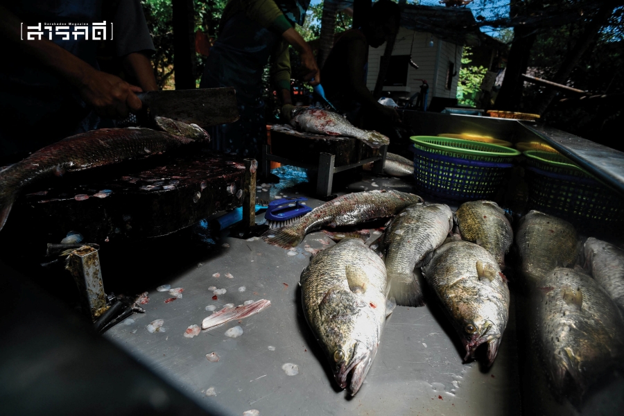 Special Scene : Foodland แดนเกาะยอ 32 foodland20 2