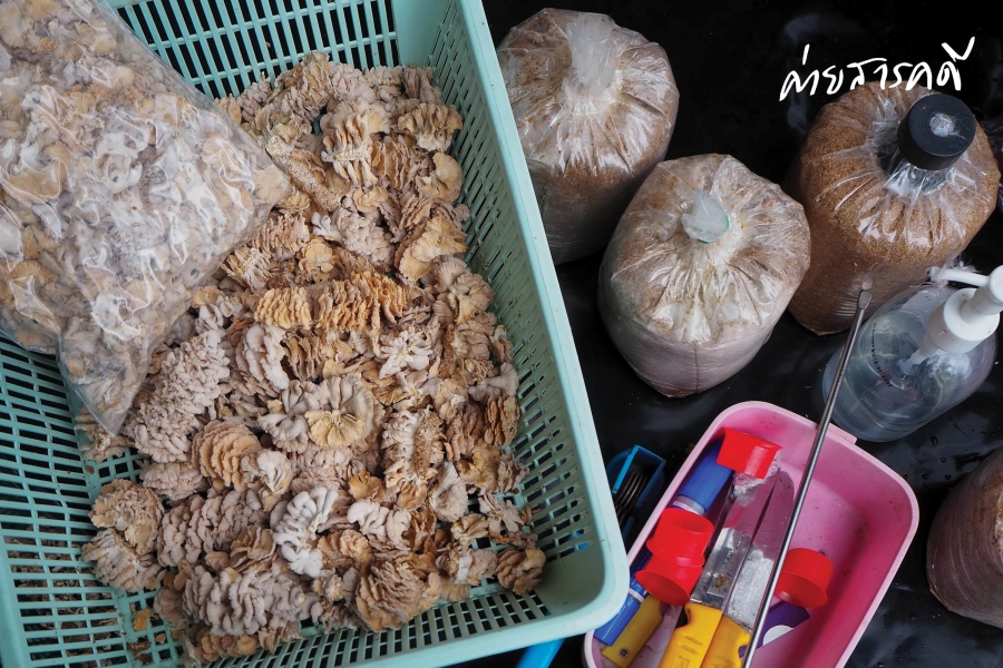 เส้นทางของอาหารแห่งอนาคต เมื่อ “เห็ดแครง” โอบกอดโลก 8 hedkrang08