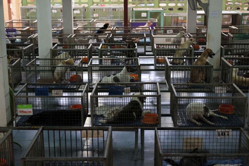 home4animal03
