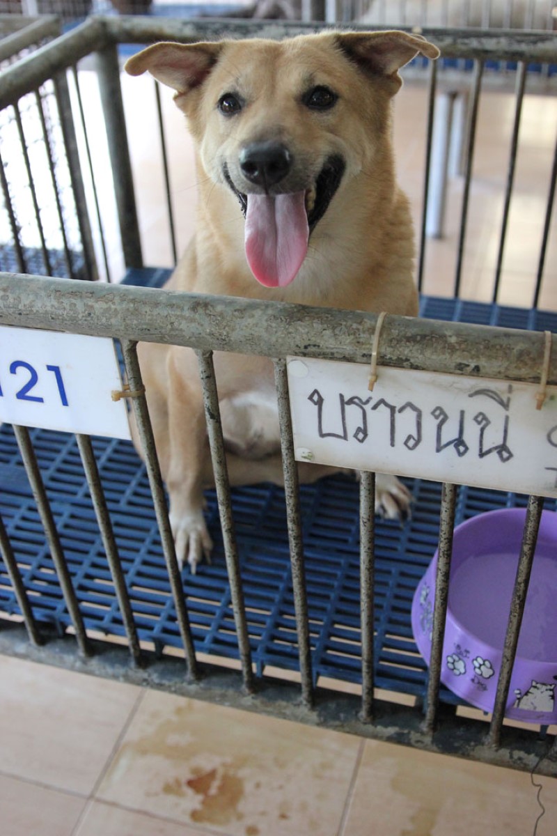 home4animal04