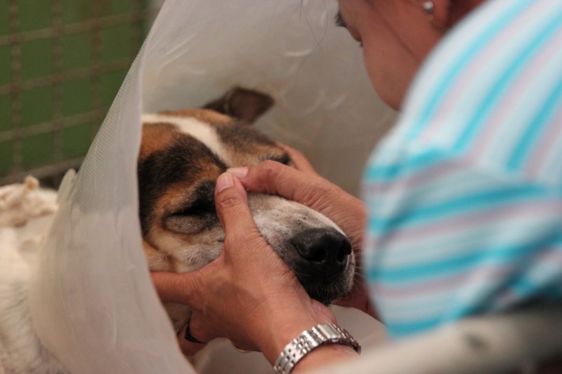 home4animal08