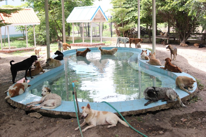 home4animal10