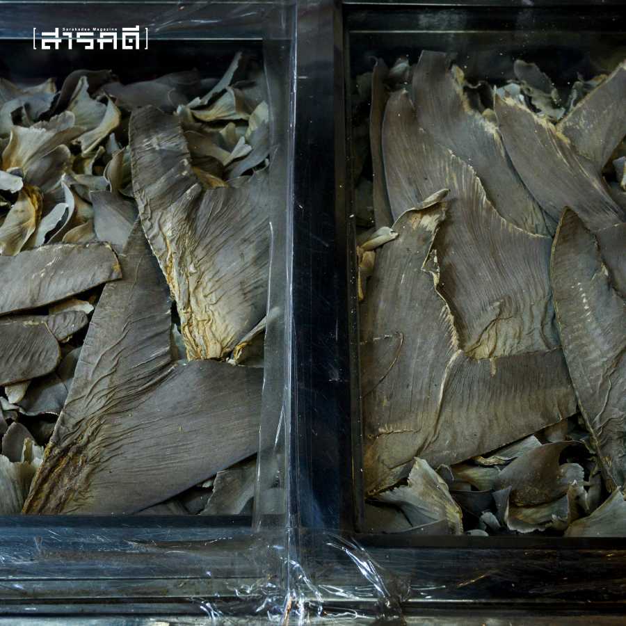 หูฉลาม อาหารเกียรติยศอันผิดเพี้ยน ที่แลกมาด้วยระบบนิเวศทางทะเล 1 หูฉลาม อาหารเกียรติยศอันผิดเพี้ยน ที่แลกมาด้วยระบบนิเวศทางทะเล